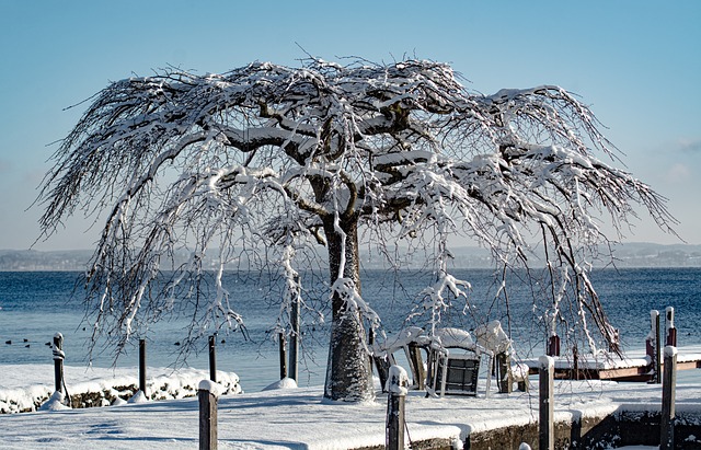 Árvore, Natureza, Panorama, Inverno