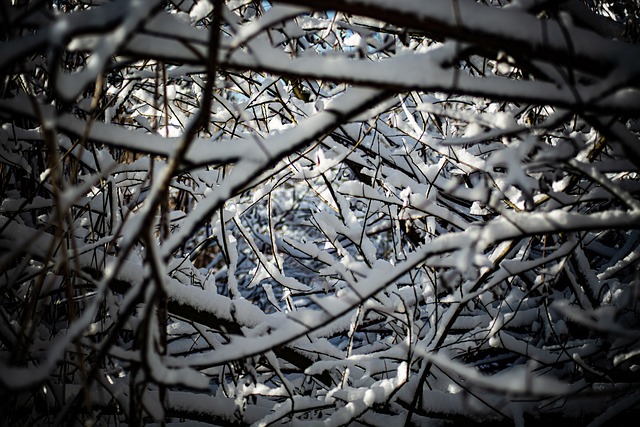Galhos, Natureza, Árvore, Inverno