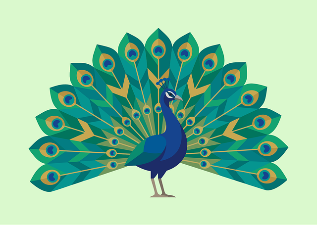 Free peacock bird feathers illustration