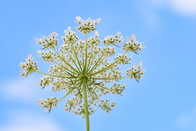 flowers, blue sky, flower wallpaper, beautiful flowers, carrot, savage, sky, white, blue, flower background, nature, macro, wild carrot flowers