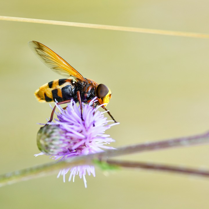 Hoverfly Insect Thistle - Free photo on Pixabay