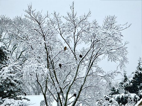 Free Snow Winter photo and picture