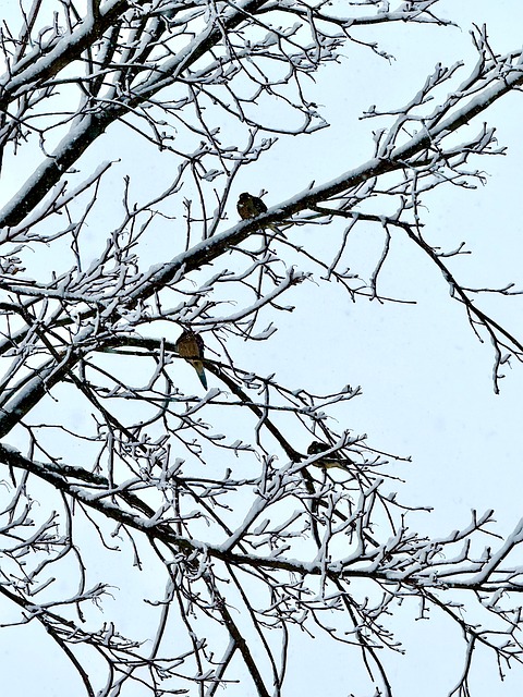 Free Winter Snow photo and picture