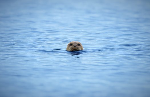 Foka Pospolita, Zwierzę, Ssak, Natura