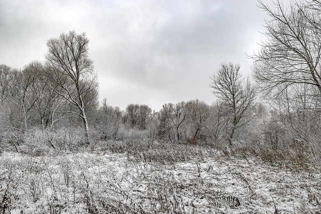 Zimní, Vesnice, Příroda, Krajina, Strom