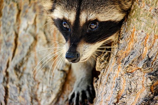 Natuur, Dieren In Het Wild, Dier