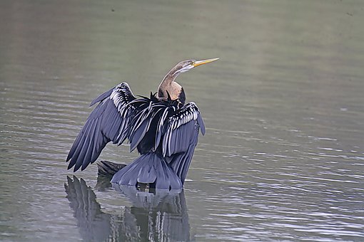 Free Bird Beak photo and picture