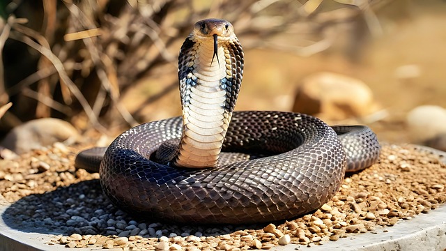 Free Cobra Snake photo and picture