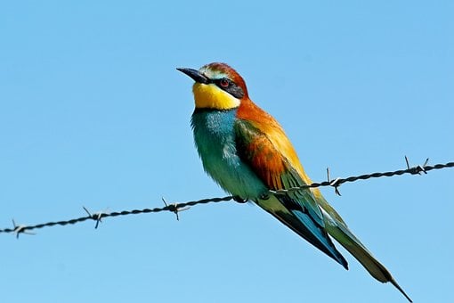 Abejaruco Europeo, Pájaro, Plumaje