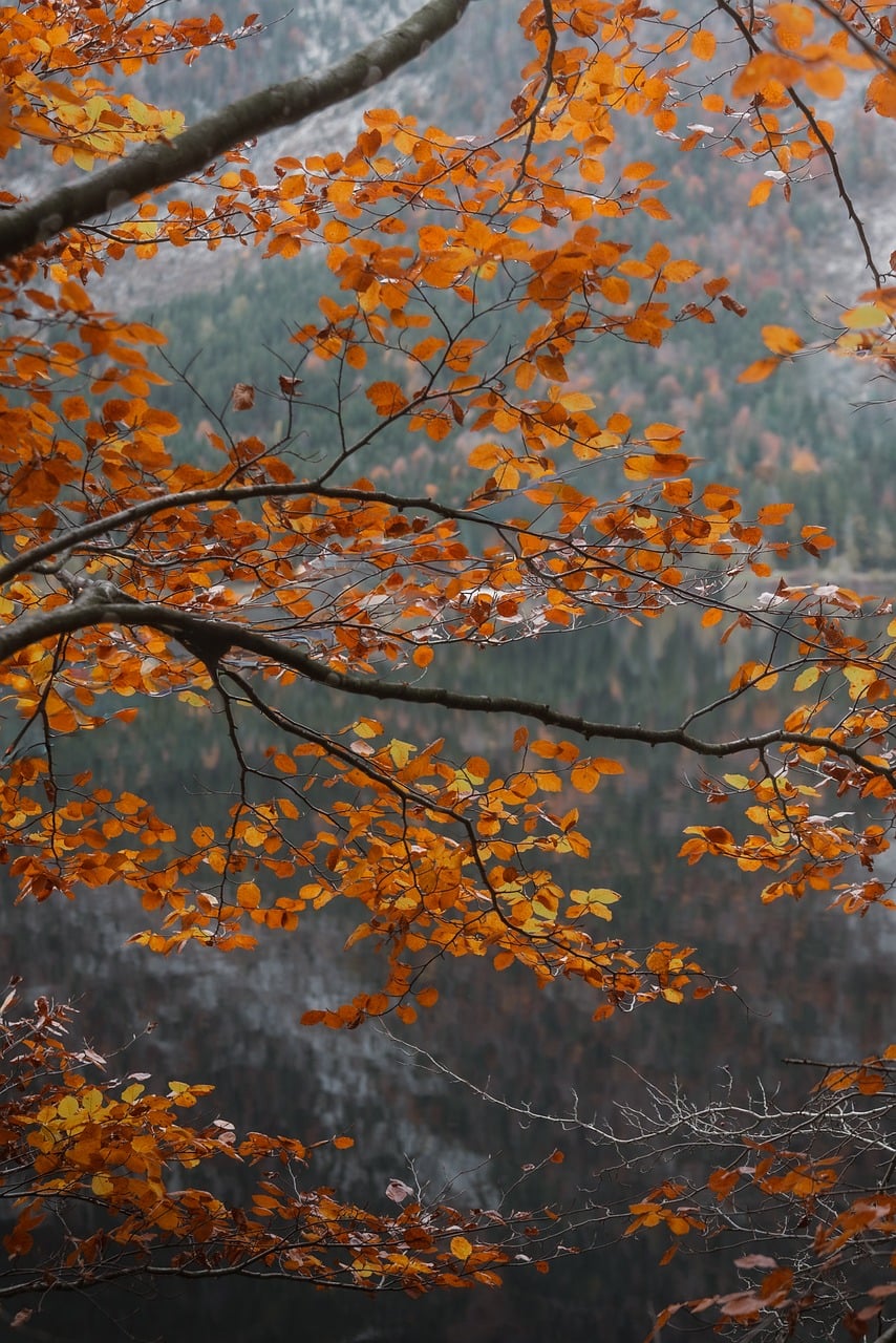 Golden Leaves Autumn Branches - Free photo on Pixabay