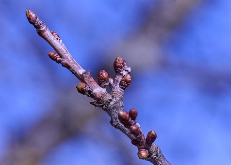 Knop, Natuur, Kerseboom, De Lente, Tak
