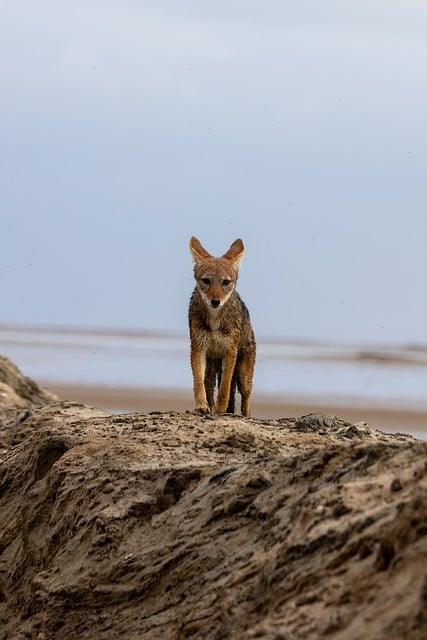 Chacal, Namíbia, Deserto, Animal