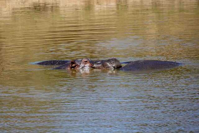 Hipopótamo, Água, Natureza, Animal, Lago