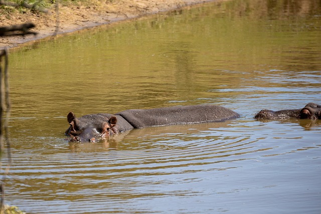 Hipopótamo, Rio, Aquoso, Animal, Namíbia