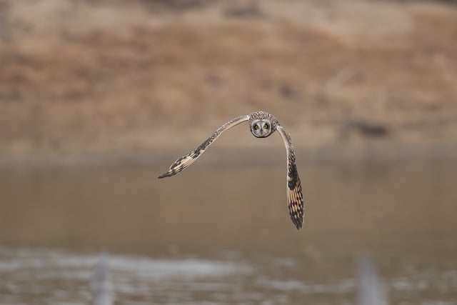 Pássaro, Natureza, Animal