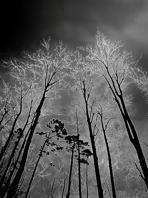 Free North Carolina Ice Storm illustration and picture
