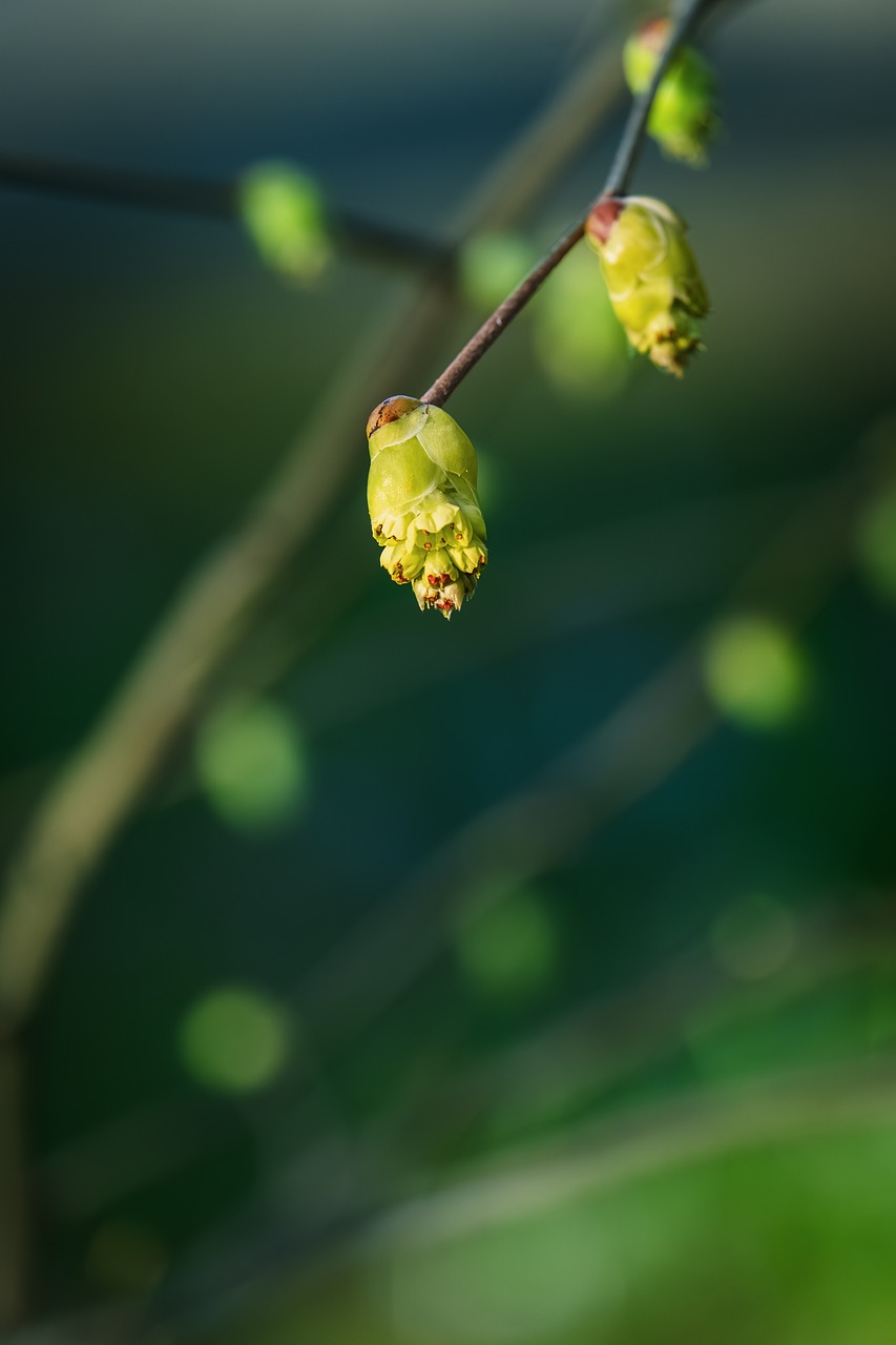 Buds Spring Twig - Free photo on Pixabay