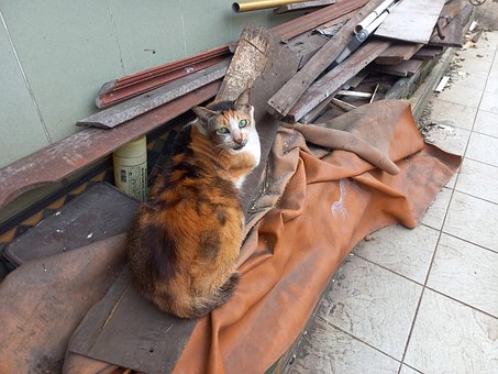 Drăguţ, Pisică, Sălbatic, Animal, Natura