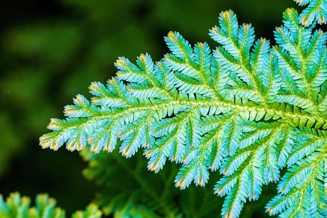 peacock fern, fern, nature, pattern, texture, moss, selaginella wildenowii, iridescent, iridescence, nature design, nature pattern, leaves, colorful, colourful