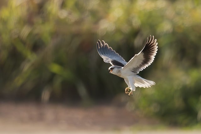 Free Bird Nature photo and picture