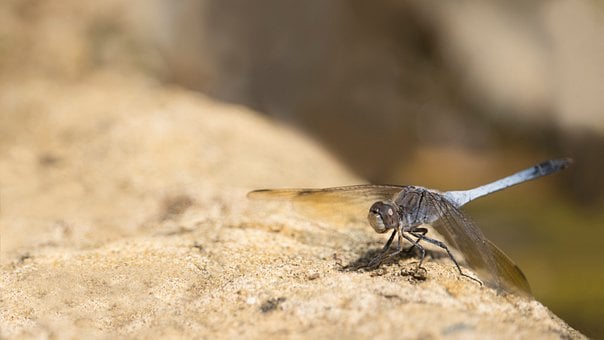 Øyenstikker, Insekt, Entomologi, Vinger