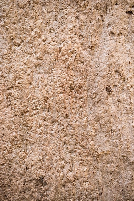 Paperbark, Organisk, Tekstur, Miljø