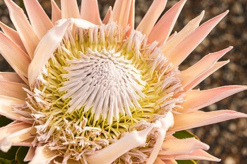 Blomstre, Protea, Blomst, Flora