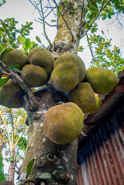 Free Fruit Ripe photo and picture