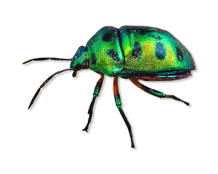 Free Bug Nature photo and picture