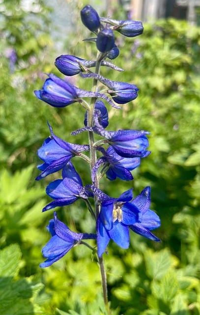 Květ, Bloom, Flóra, Modrá, Louka, Barva