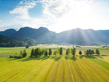 Solstråler, Luftfoto, Drone, Baumreihe