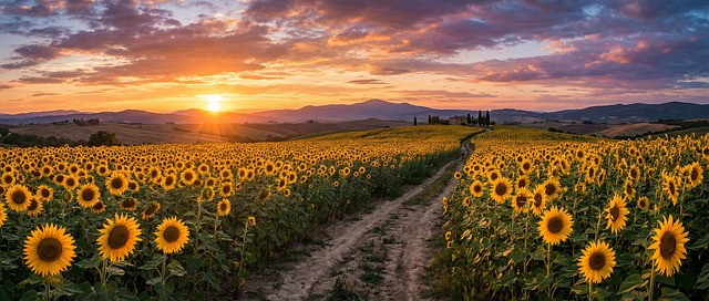 Free sunflowers nature sunflower illustration
