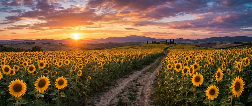 Free Sunflowers Nature illustration and picture