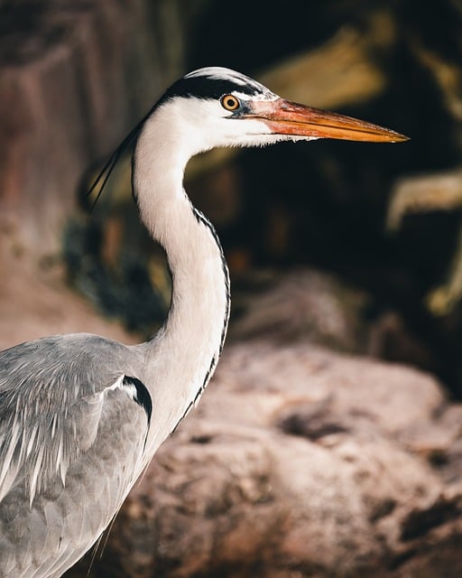Free Heron Grey Heron photo and picture