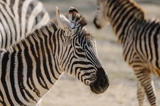 Free Zebras Animals photo and picture