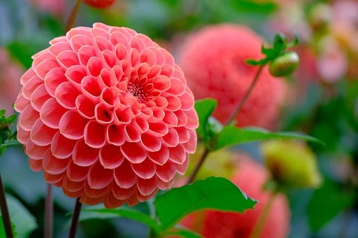 Dalia, Flor, Planta, Pétalos, Bloom