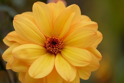 Dalia, Hermoso Fondo De Pantalla, Flor