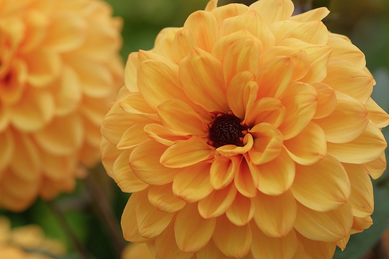 Dahlia - free online jigsaw puzzle photo