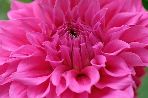 Dalia