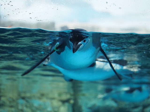 Free Penguin Aquarium photo and picture