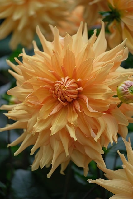 Dalia, Flor, De Cerca, Sola Flor