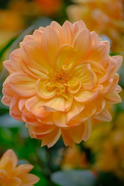 Dalia, Flor, De Cerca, Sola Flor