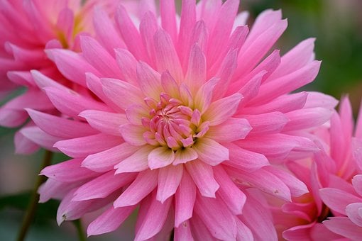 Dalia, Flor, Planta, Flor Rosa, Pétalos