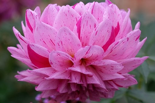 Dalia, Flor, Planta, Flor Rosa, Pétalos