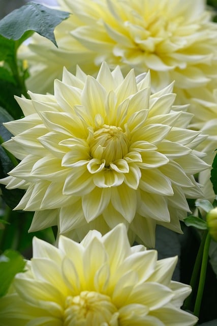 Dalia, Hermoso Fondo De Pantalla, Flor
