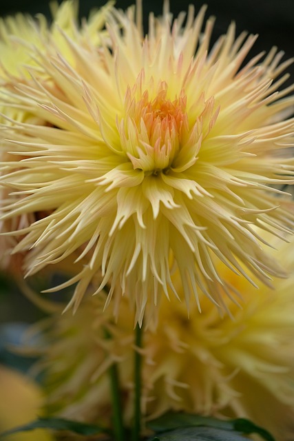 Dalia, Flor, Planta, Pétalos, Bloom