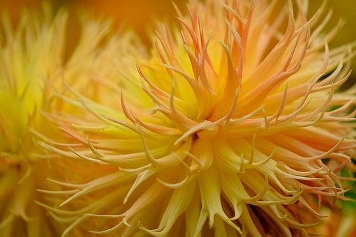 Dalia, Flor, Planta, Pétalos, Bloom