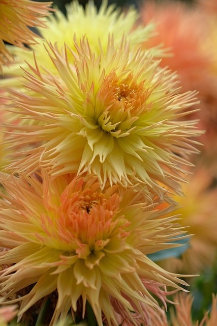 Dalia, Flor, Planta, Pétalos, Bloom