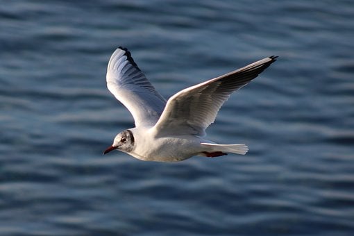 Free Gull Nature photo and picture