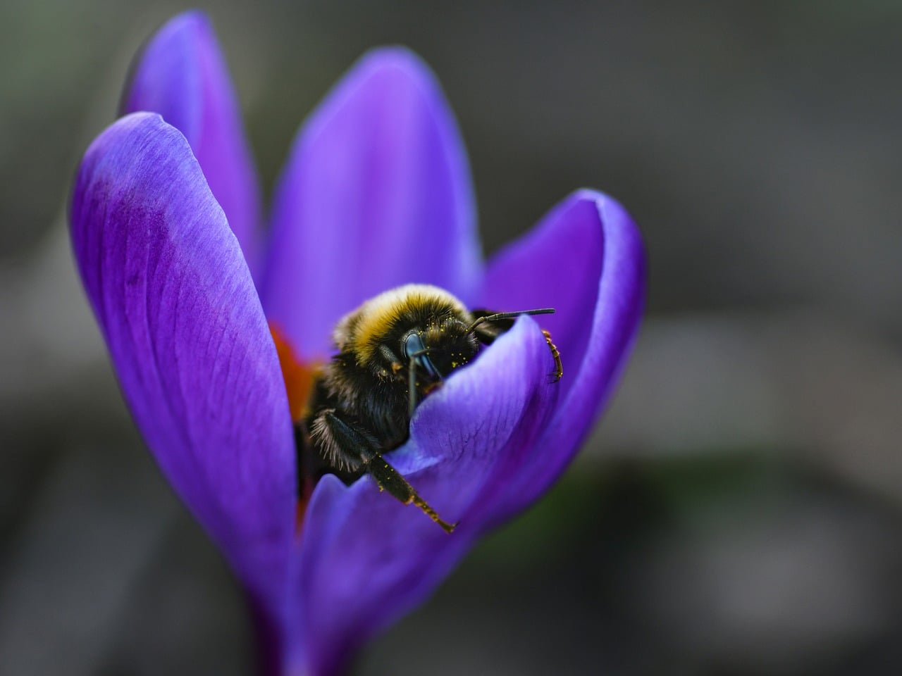 Bursion Insect Bourdon Insect Pollination - Free photo on Pixabay
